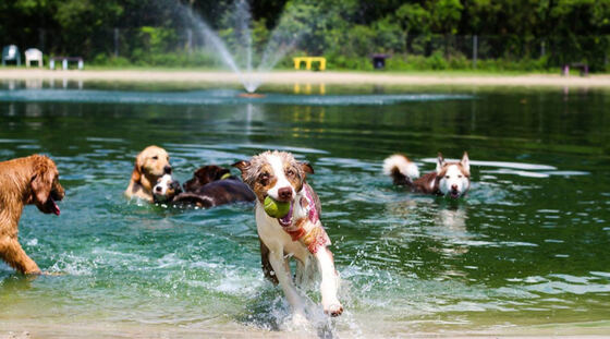 Dogs swimming and playing fetch in a lake